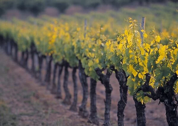 Vineyard, Provence, France
