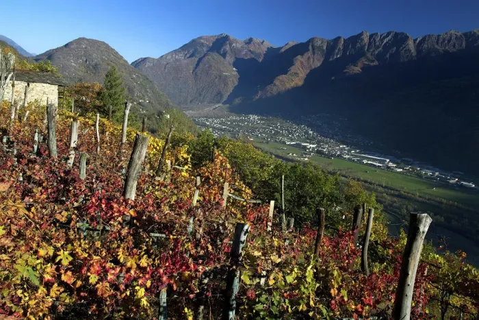 Framed Print : A vineyard in the rethian Alps in autumn near Morbegno, in the background the Orobian Framed Print : A vineyard in the rethian Alps in autumn near Morbegno, in the background the Orobian