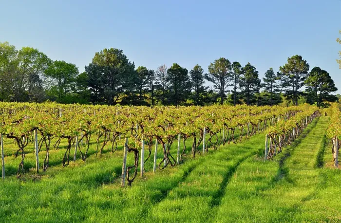 Framed Print : Vineyard rows, St. James, Missouri, USA Framed Print : Vineyard rows, St. James, Missouri, USA