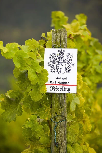Vineyard Sign, Bacharach, Rhine Valley, Germany