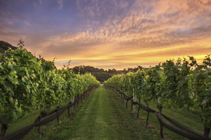 Framed Print : Vineyard sunset, Coromandel Peninsula, New Zealand Framed Print : Vineyard sunset, Coromandel Peninsula, New Zealand