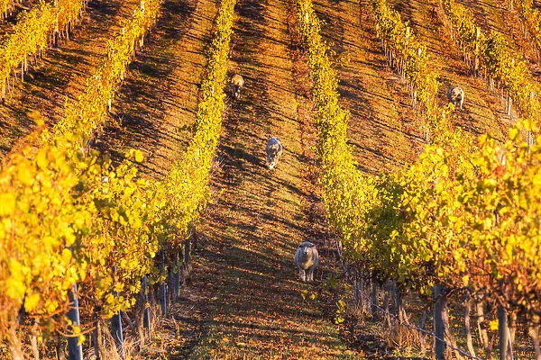 Vineyard at sunset with sheep, Seddon, Marlborough, South Island, New Zealand