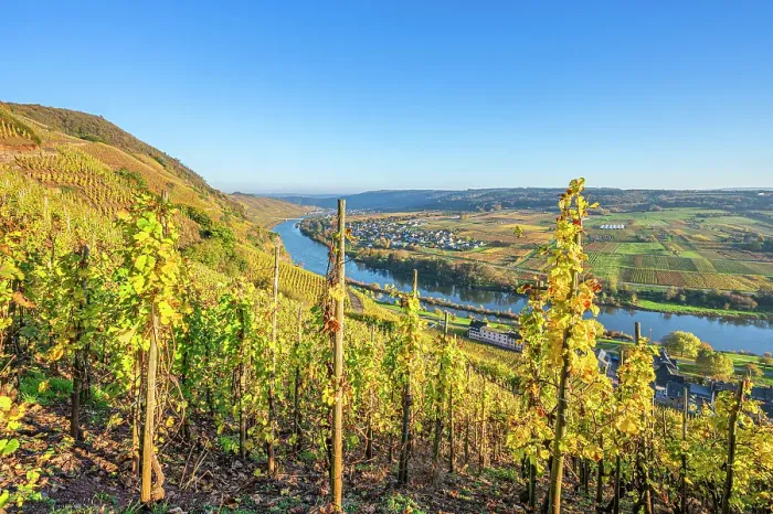Framed Print : Vineyard Urziger Wurzgarten near Urzig, Mosel, Mosel valley, Rhineland-Palatinate, Germany Framed Print : Vineyard Urziger Wurzgarten near Urzig, Mosel, Mosel valley, Rhineland-Palatinate, Germany