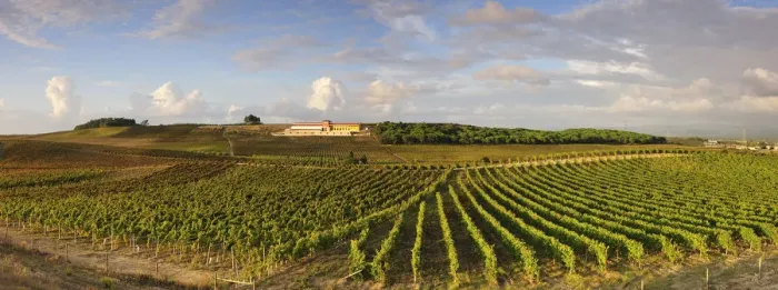Framed Print : Vineyards and Adega Campolargo at Bairrada wine region. Sao Lourenco do Bairro, Portugal Framed Print : Vineyards and Adega Campolargo at Bairrada wine region. Sao Lourenco do Bairro, Portugal
