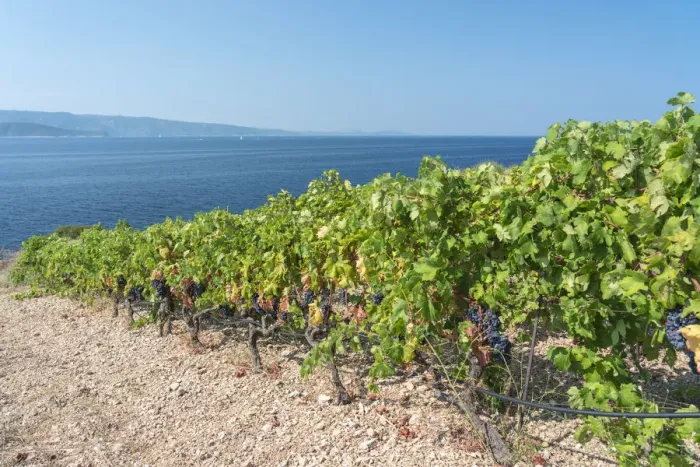 Framed Print : Vineyards and Adriatic sea in the background, in summer. Murvica, Bol, Brac island Framed Print : Vineyards and Adriatic sea in the background, in summer. Murvica, Bol, Brac island