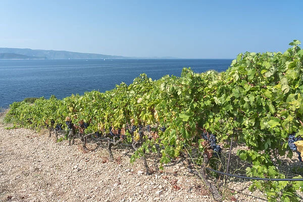 Vineyards and Adriatic sea in the background, in summer. Murvica, Bol, Brac island