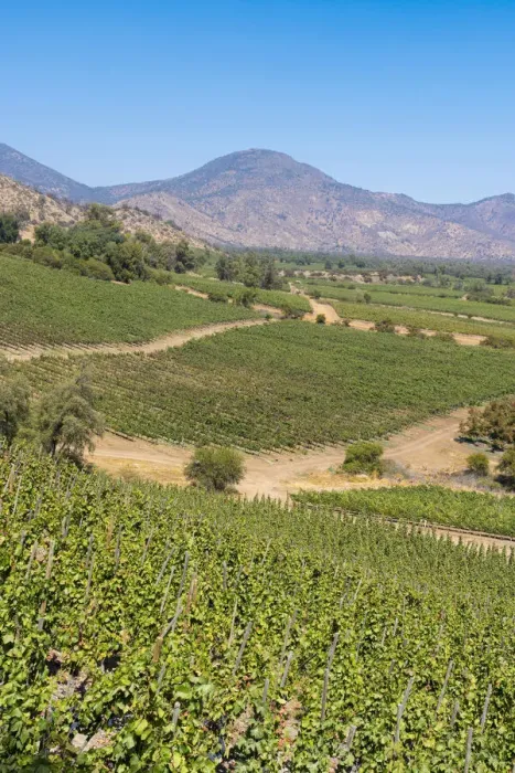 Framed Print : Vineyards with The Andes mountains on horizon, El Principal winery, Pirque, Maipo Valley, Cordillera Province, Santiago Metropolitan Region, Chile Framed Print : Vineyards with The Andes mountains on horizon, El Principal winery, Pirque, Maipo Valley, Cordillera Province, Santiago Metropolitan Region, Chile