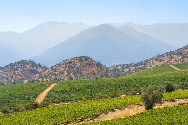 Vineyards with The Andes mountains on horizon, El Principal winery, Pirque, Maipo Valley, Cordillera Province, Santiago Metropolitan Region, Chile