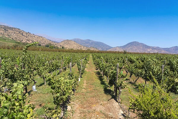 Vineyards with The Andes mountains on horizon, El Principal winery, Pirque, Maipo Valley, Cordillera Province, Santiago Metropolitan Region, Chile