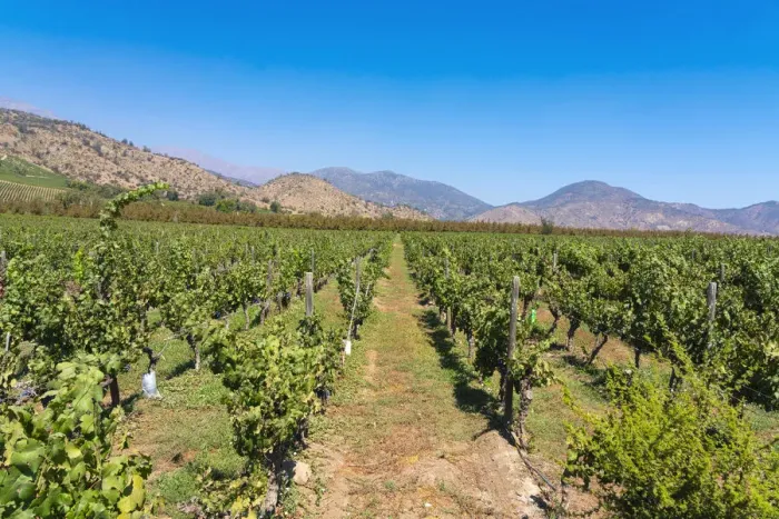 Framed Print : Vineyards with The Andes mountains on horizon, El Principal winery, Pirque, Maipo Valley, Cordillera Province, Santiago Metropolitan Region, Chile Framed Print : Vineyards with The Andes mountains on horizon, El Principal winery, Pirque, Maipo Valley, Cordillera Province, Santiago Metropolitan Region, Chile