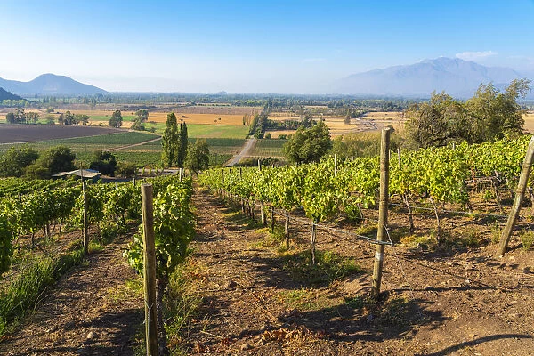 Vineyards with The Andes mountains on horizon, Haras de Pirque winery, Pirque, Maipo Valley, Cordillera Province, Santiago Metropolitan Region, Chile
