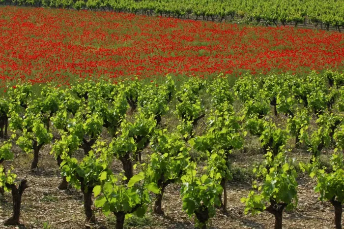 Framed Print : Vineyards, Ardeche, Rhones-Alpes, France Framed Print : Vineyards, Ardeche, Rhones-Alpes, France