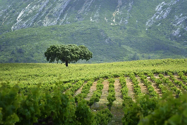 Vineyards in the Arrabida Natural Park. Setubal, Portugal