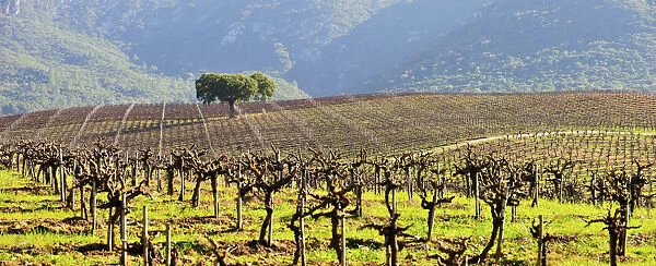 Vineyards in the Arrabida Natural Park. Portugal