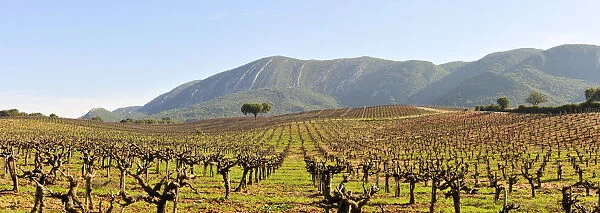 Vineyards in the Arrabida Natural Park. Portugal