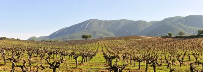 Framed Print : Vineyards in the Arrabida Natural Park. Portugal