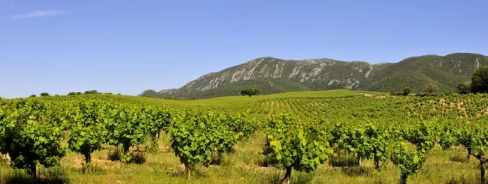 Framed Print : Vineyards in the Arrabida Natural Park. Setubal, Portugal Framed Print : Vineyards in the Arrabida Natural Park. Setubal, Portugal
