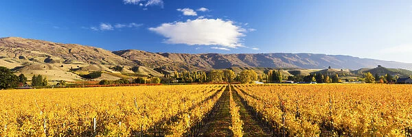 Vineyards in Autumn, Cromwell, New Zealand