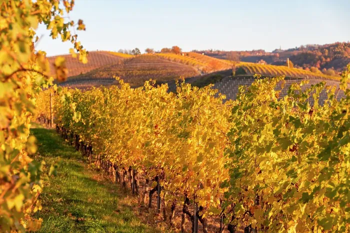 Framed Print : Vineyards in Autumn, Grinzane Cavour, Langhe, Cuneo district, Piedmont, Italy, Europe Framed Print : Vineyards in Autumn, Grinzane Cavour, Langhe, Cuneo district, Piedmont, Italy, Europe
