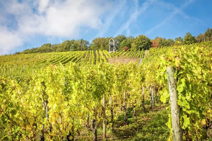 Framed Print : Vineyards in autumn above Kues, Bernkastel-Kues, Mosel, Rhineland-Palatinate, Germany Framed Print : Vineyards in autumn above Kues, Bernkastel-Kues, Mosel, Rhineland-Palatinate, Germany