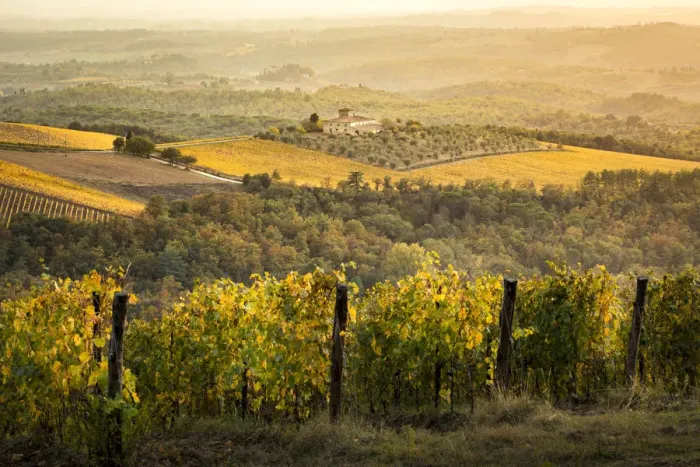 Framed Print : Vineyards during autumn near Gaiole in Chianti, Florence province, Tuscany, Italy Framed Print : Vineyards during autumn near Gaiole in Chianti, Florence province, Tuscany, Italy