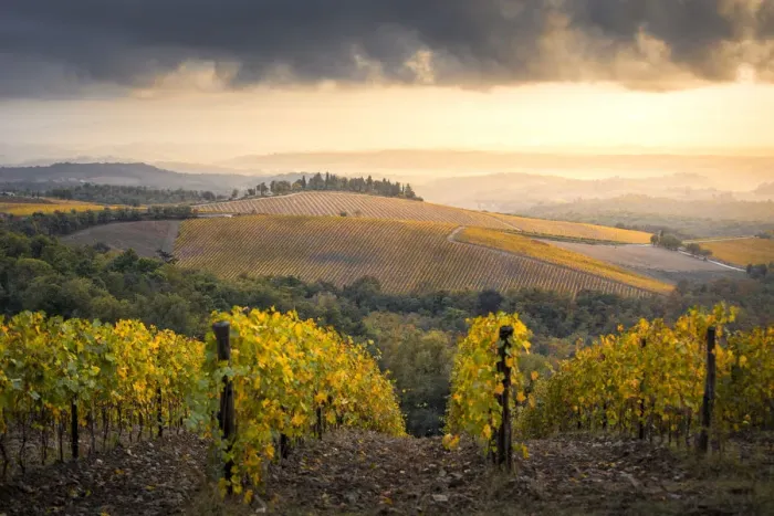 Framed Print : Vineyards during autumn near Gaiole in Chianti, Florence province, Tuscany, Italy Framed Print : Vineyards during autumn near Gaiole in Chianti, Florence province, Tuscany, Italy