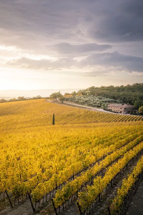 Framed Print : Vineyards during autumn near Gaiole in Chianti, Florence province, Tuscany, Italy Framed Print : Vineyards during autumn near Gaiole in Chianti, Florence province, Tuscany, Italy