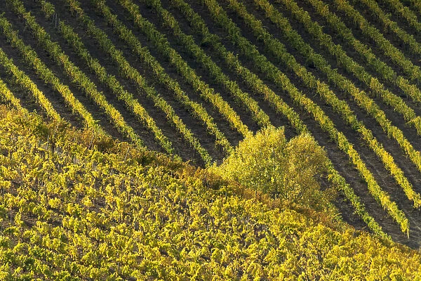 Vineyards during autumn provides endless patterns and textures, specially with a long telephoto lens. Captured near San Gimignano, Tuscany, Italy