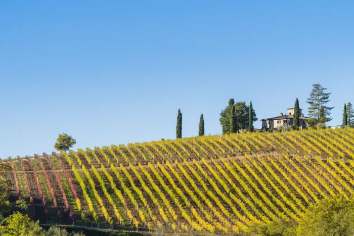Framed Print : Vineyards in autumn. Radda in Chianti, Siena, Tuscany, Italy