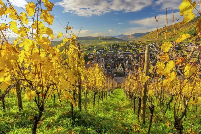 Framed Print : Vineyards in autumn, Riquewihr, Haut-Rhin, Alsace, Grand Est, France Framed Print : Vineyards in autumn, Riquewihr, Haut-Rhin, Alsace, Grand Est, France