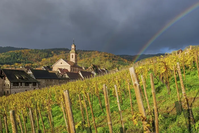 Framed Print : Vineyards in autumn, Riquewihr, Haut-Rhin, Alsace, Grand Est, France Framed Print : Vineyards in autumn, Riquewihr, Haut-Rhin, Alsace, Grand Est, France