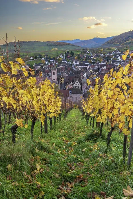 Framed Print : Vineyards in autumn, Riquewihr, Haut-Rhin, Alsace, Grand Est, France Framed Print : Vineyards in autumn, Riquewihr, Haut-Rhin, Alsace, Grand Est, France