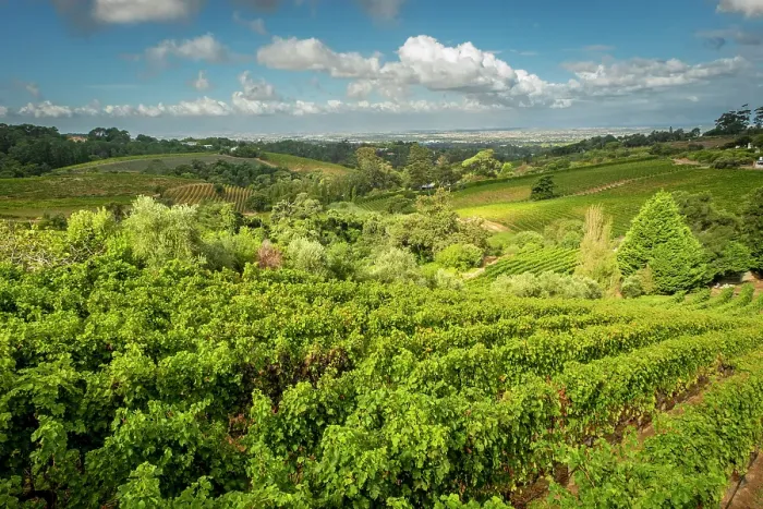 Framed Print : Vineyards at Beau Constantia, Constantia, Cape Town, Western Cape, South Africa Framed Print : Vineyards at Beau Constantia, Constantia, Cape Town, Western Cape, South Africa