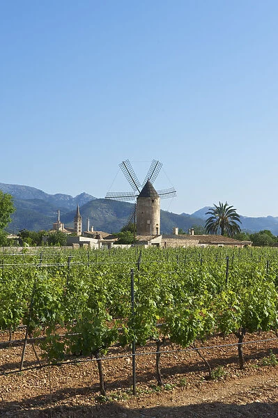 Vineyards, Binissalem, Binisalem and Tramuntana Mountains, Majorca, Balearics, Spain