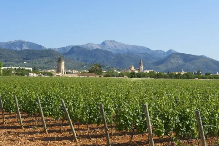 Framed Print : Vineyards, Binissalem, Binisalem and Tramuntana Mountains, Majorca, Balearics, Spain Framed Print : Vineyards, Binissalem, Binisalem and Tramuntana Mountains, Majorca, Balearics, Spain