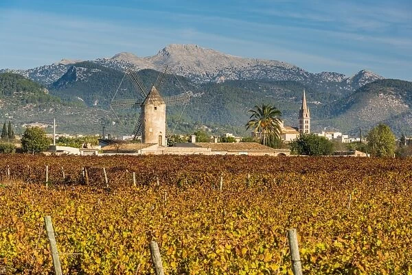 Vineyards in Binissalem, Majorca, Balearic Islands, Spain