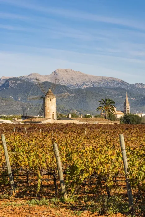 Framed Print : Vineyards in Binissalem, Majorca, Balearic Islands, Spain Framed Print : Vineyards in Binissalem, Majorca, Balearic Islands, Spain