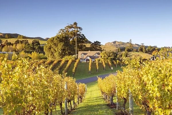 Vineyards, Black Barn Winery, Havelock North, Hawkes bay, North Island, New Zealand