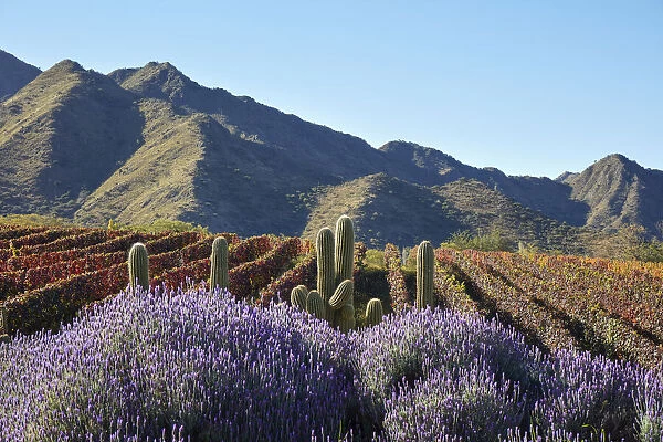 The vineyards of the Bodega San Pedro de Yacochuya winery in autumn with lavender flowers and cardon cacti in the foreground, Cafayate, Calchaqui Valleys, Salta province, Argentina