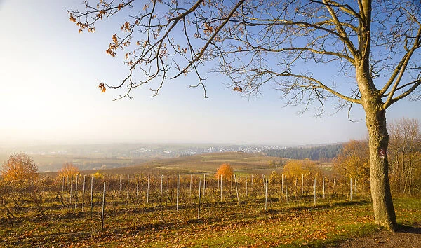Vineyards at the Bubenhaeuser Hoehe near Rauenthal, Rheingau, Hesse, Germany