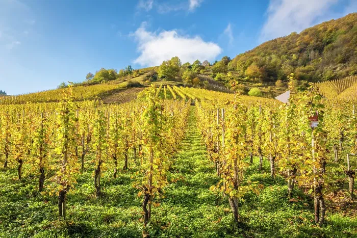 Framed Print : Vineyards of the Calmont vineyard, steepest vineyard in Europe, Bremm, Mosel, Rhineland-Palatinate, Germany Framed Print : Vineyards of the Calmont vineyard, steepest vineyard in Europe, Bremm, Mosel, Rhineland-Palatinate, Germany