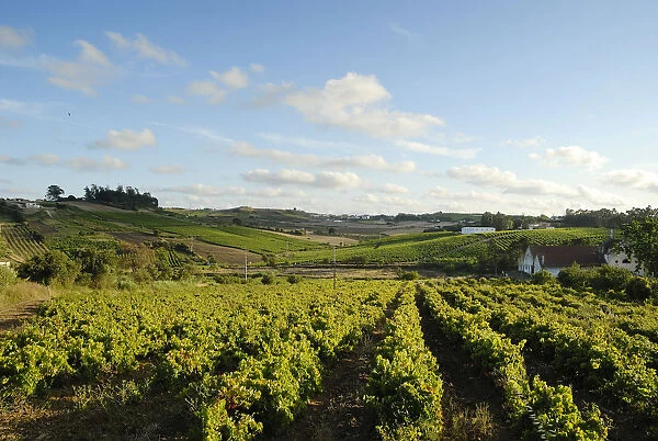 Vineyards in Carvoeira. Oeste region, Portugal