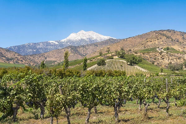 Vineyards with Cerro Blanco on backdrop, El Principal winery, Pirque, Maipo Valley, Cordillera Province, Santiago Metropolitan Region, Chile