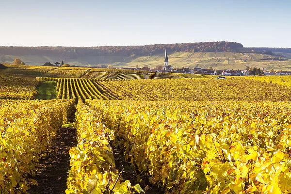 Vineyards, Chamery, Champagne Ardenne, France