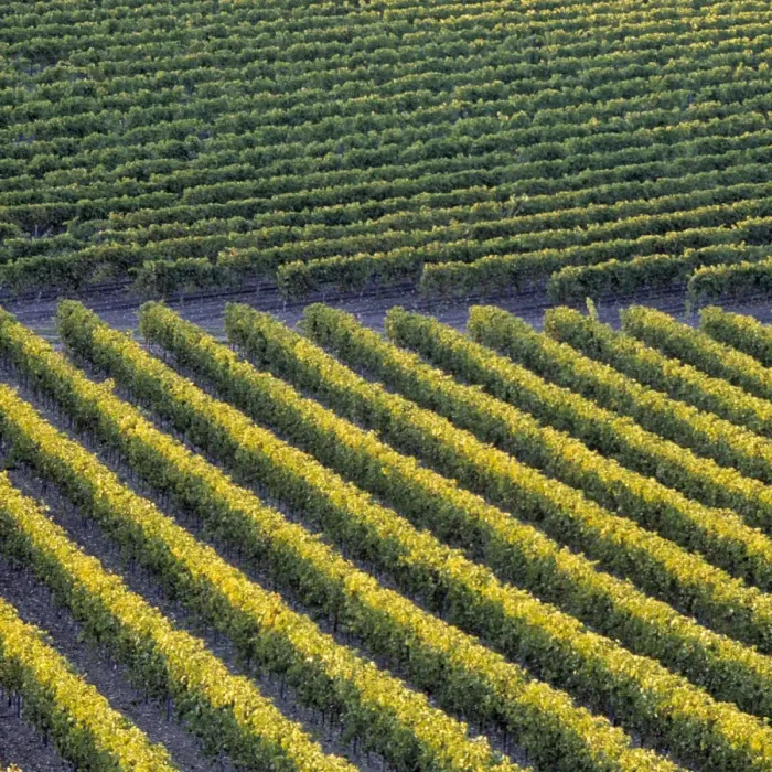 Framed Print : Vineyards, Cognac region Framed Print : Vineyards, Cognac region