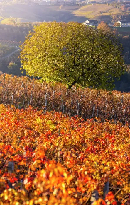 Framed Print : Vineyards around Diano D'Alba at sunset during autumn, Cuneo, Langhe and Roero, Piedmont, Italy, Southern Europe Framed Print : Vineyards around Diano D'Alba at sunset during autumn, Cuneo, Langhe and Roero, Piedmont, Italy, Southern Europe