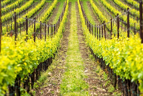 Vineyards Franciacorta, Brescia province, lombardy district, Italy, Europe
