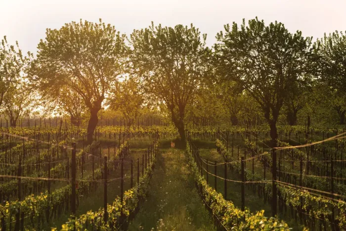 Framed Print : Vineyards in Franciacorta, Brescia province, Italy, Lombardy district, Europe Framed Print : Vineyards in Franciacorta, Brescia province, Italy, Lombardy district, Europe