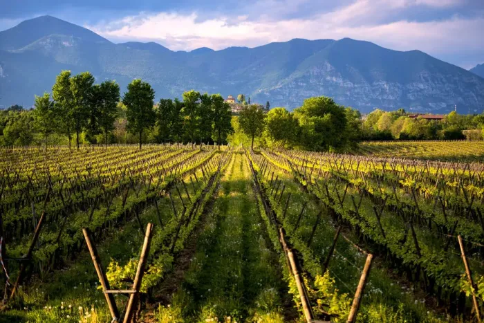 Framed Print : Vineyards in Franciacorta at sunset, Brescia province, Italy, Lombardy district, Europe