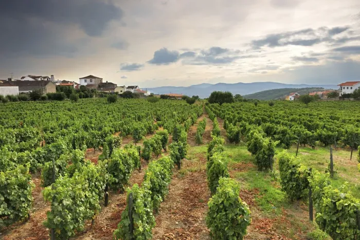 Framed Print : Vineyards of the grape variety Muscat (Moscatel)